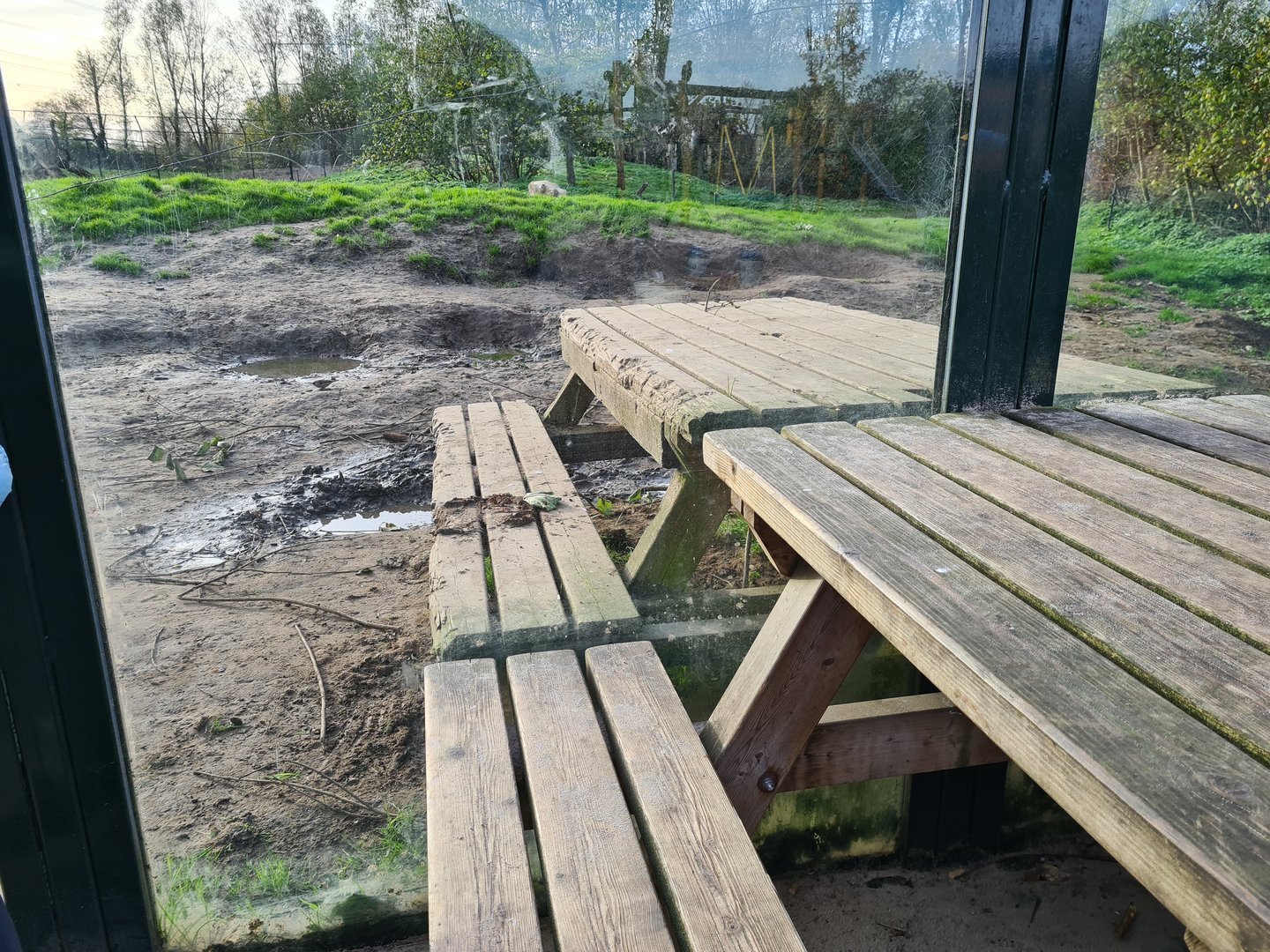 Fun immersion in brown bear enclosure