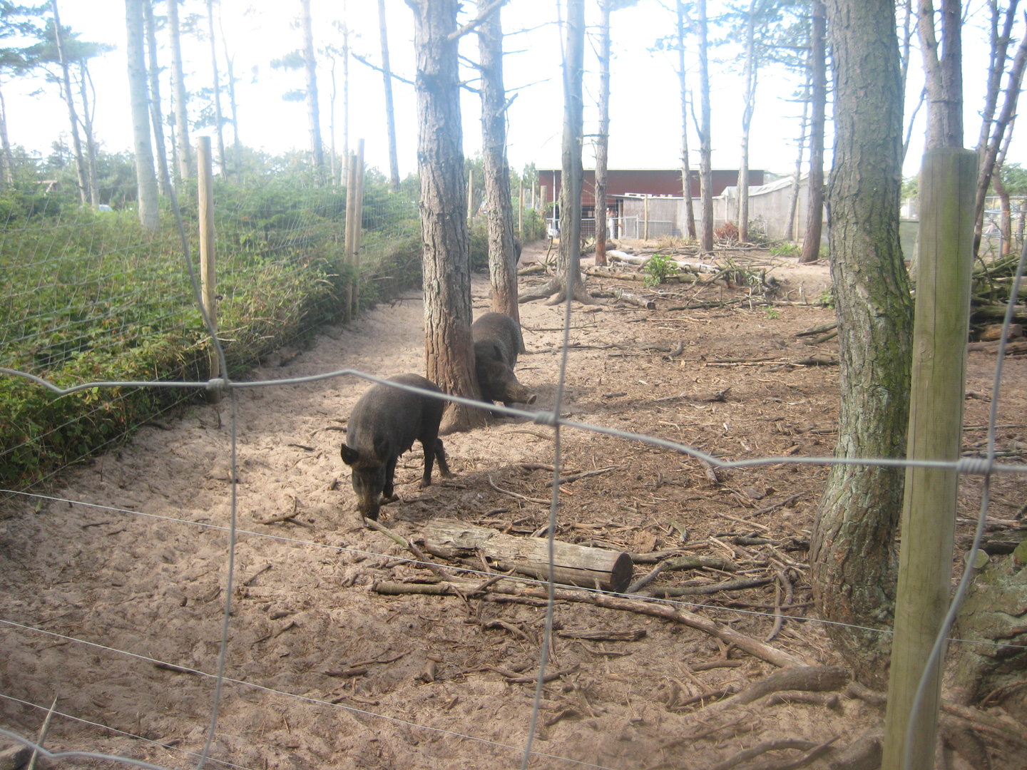 Fun-Park - Boar exhibit