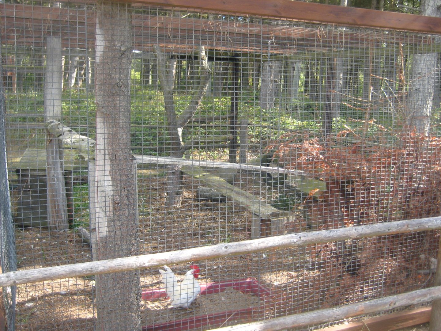 Fun-Park - Domestic chicken exhibit