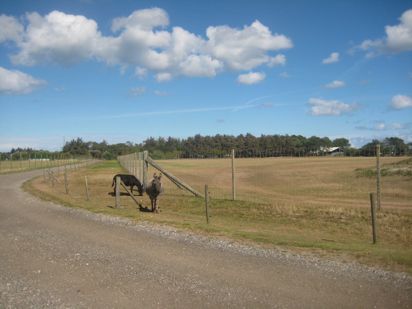 Fun-Park - Donkey exhibit