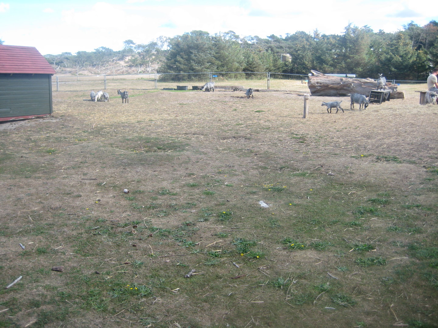 Fun-Park - Goat exhibit