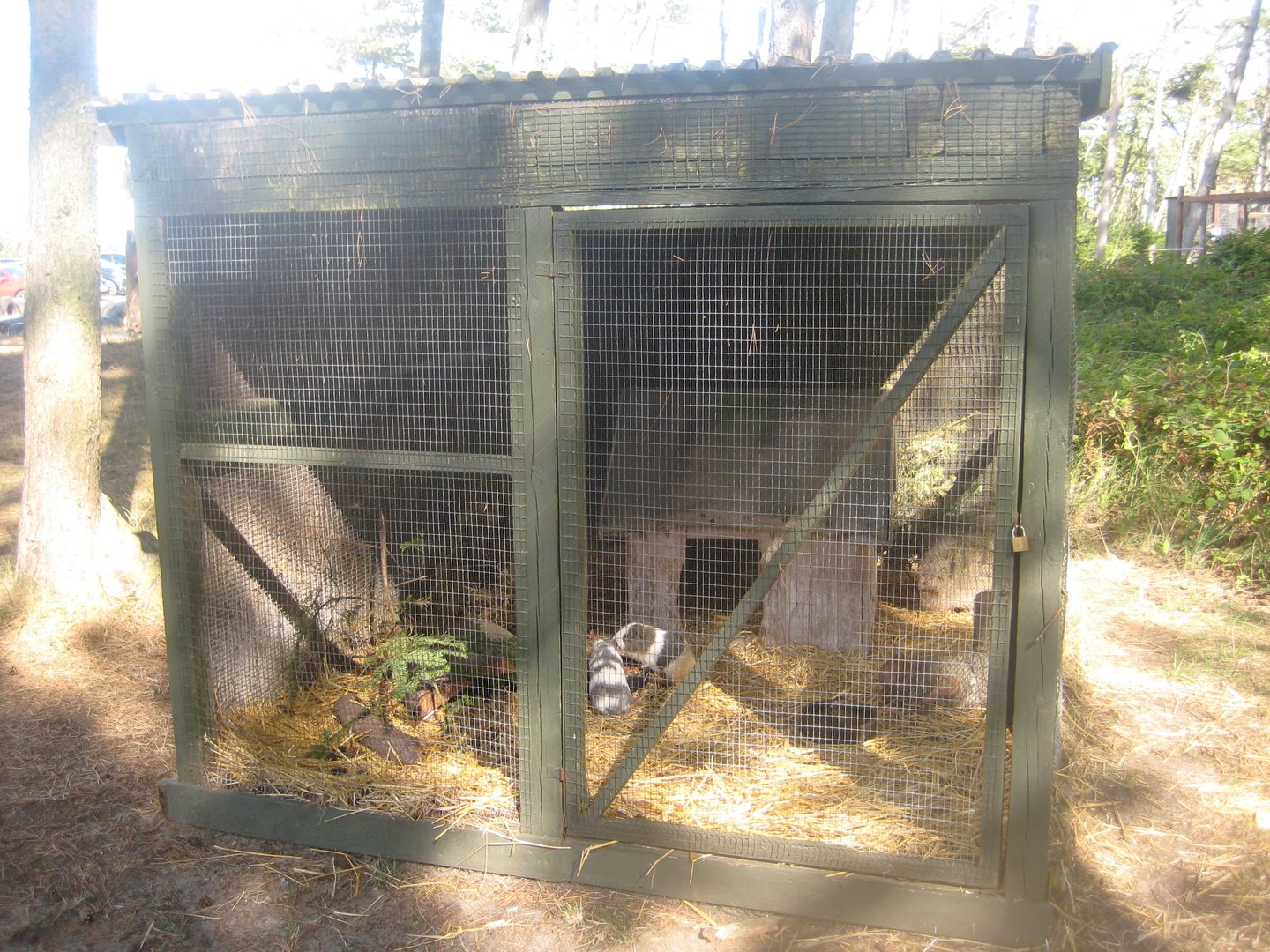 Fun-Park - Guinea pig exhibit