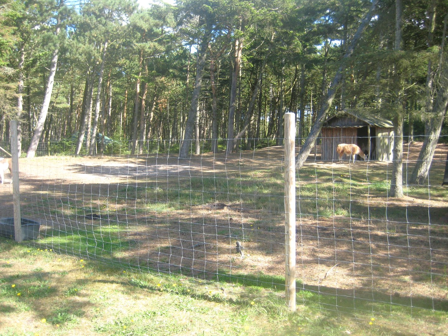 Fun-Park - Llama exhibit