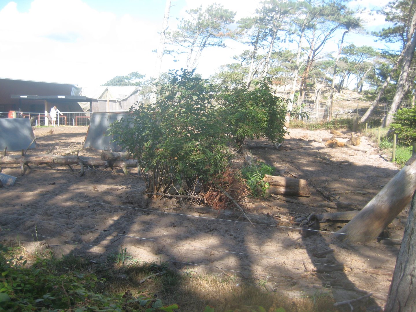 Fun-Park - Mangalitsa pig exhibit