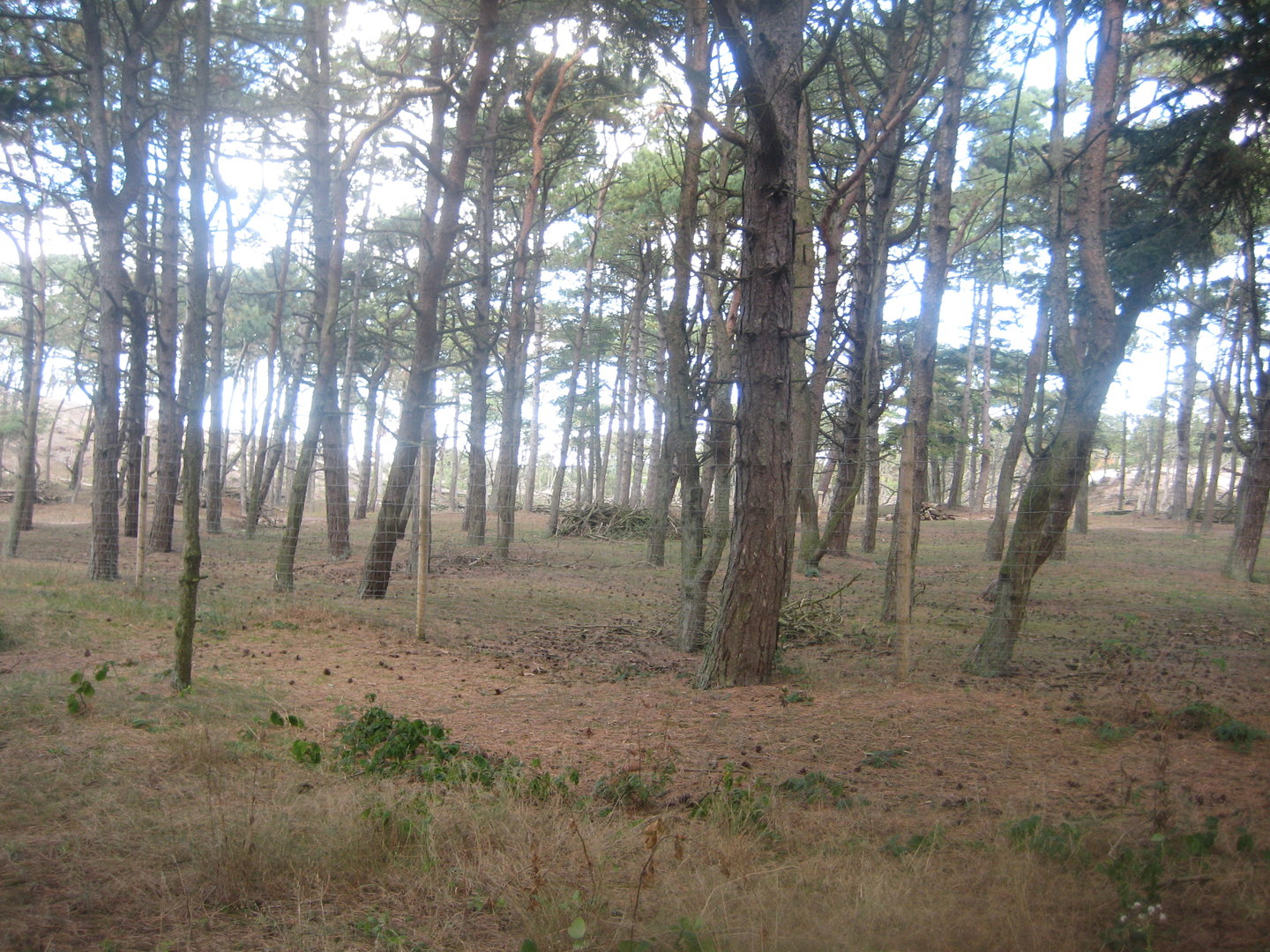 Fun-Park - Red deer exhibit