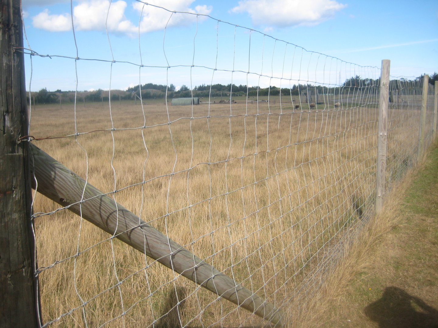 Fun-Park - Sheep exhibit #1