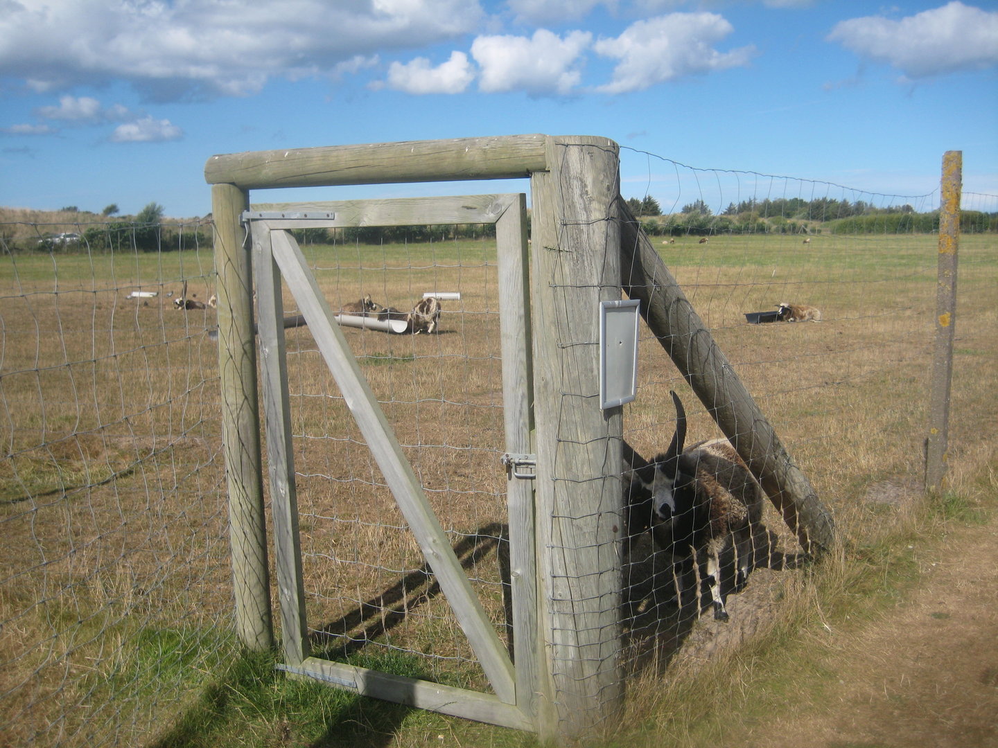 Fun-Park - Sheep exhibit #2