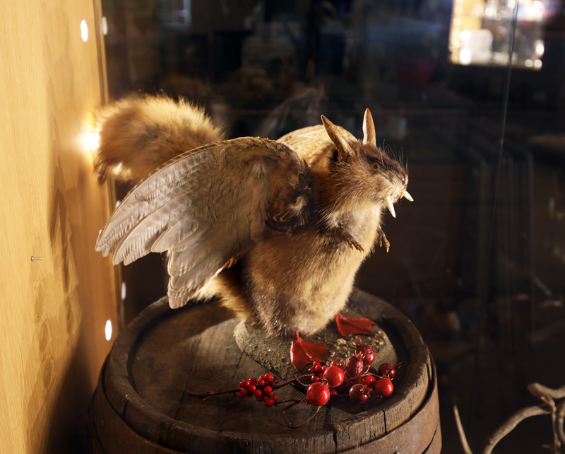 Fun With Taxidermy
