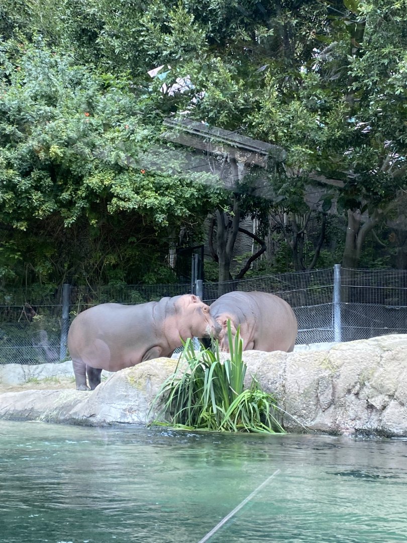 Funani and Amahle the River Hippos - Lost Forest
