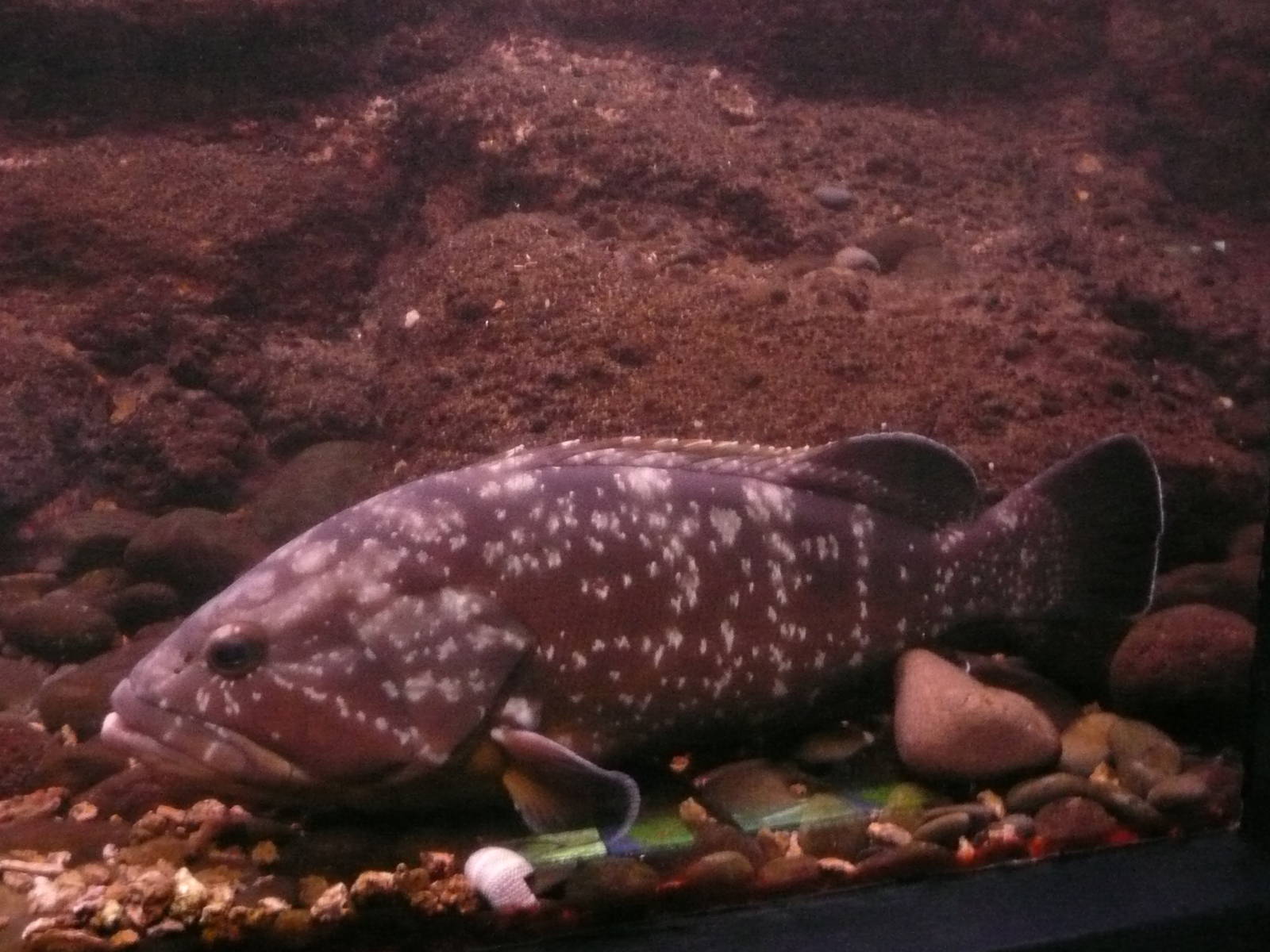Funchal Natural History Museum Aquarium , Madeira