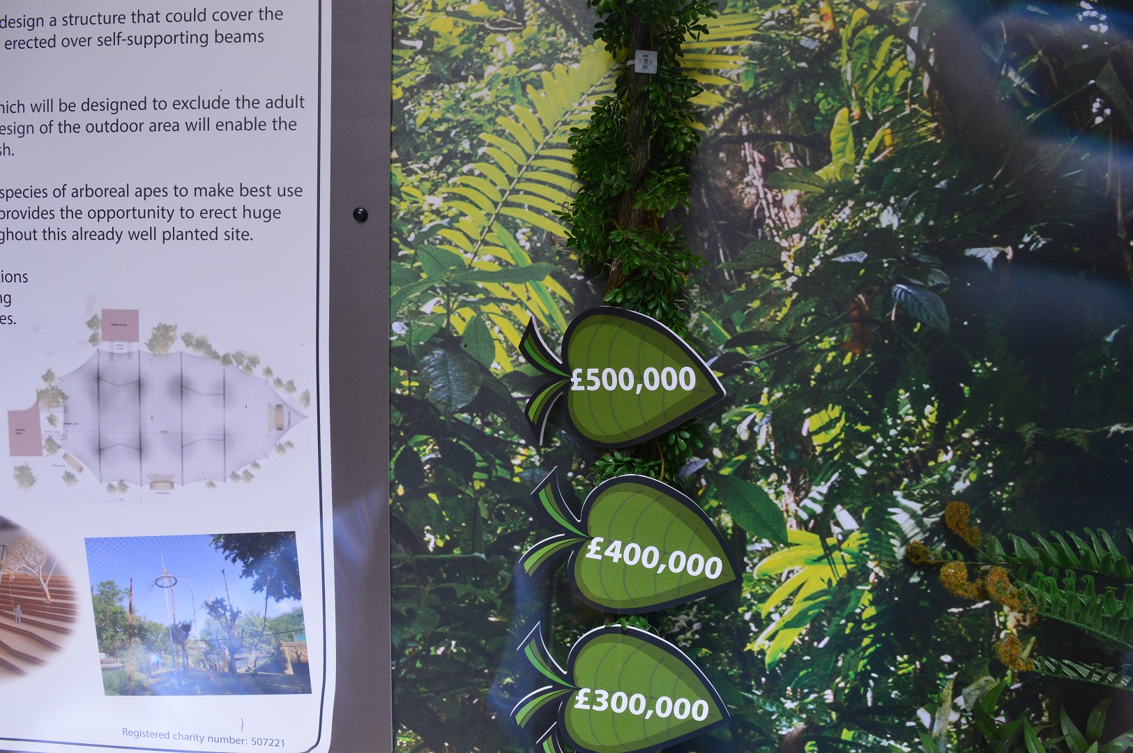 Fundraising for new orang enclosure