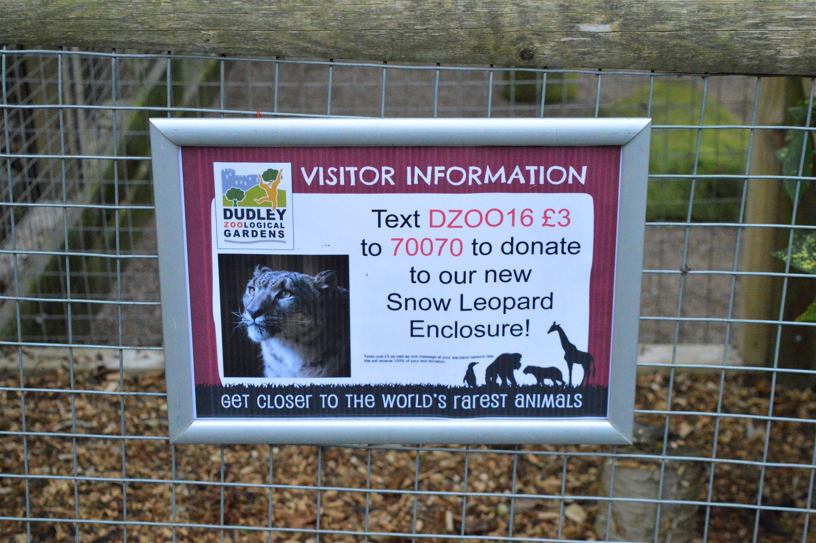 Fundraising for new snow leopard enclosure.