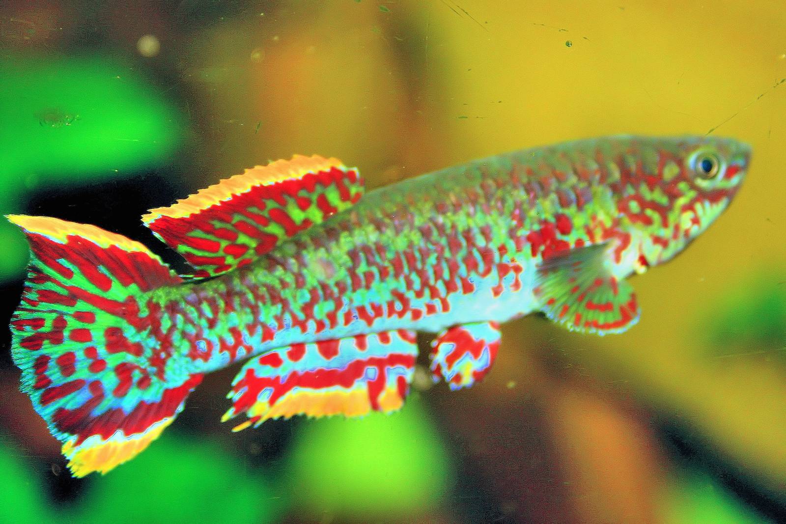 Fundulopanchax gardneri; Cologne; 5th September 2014