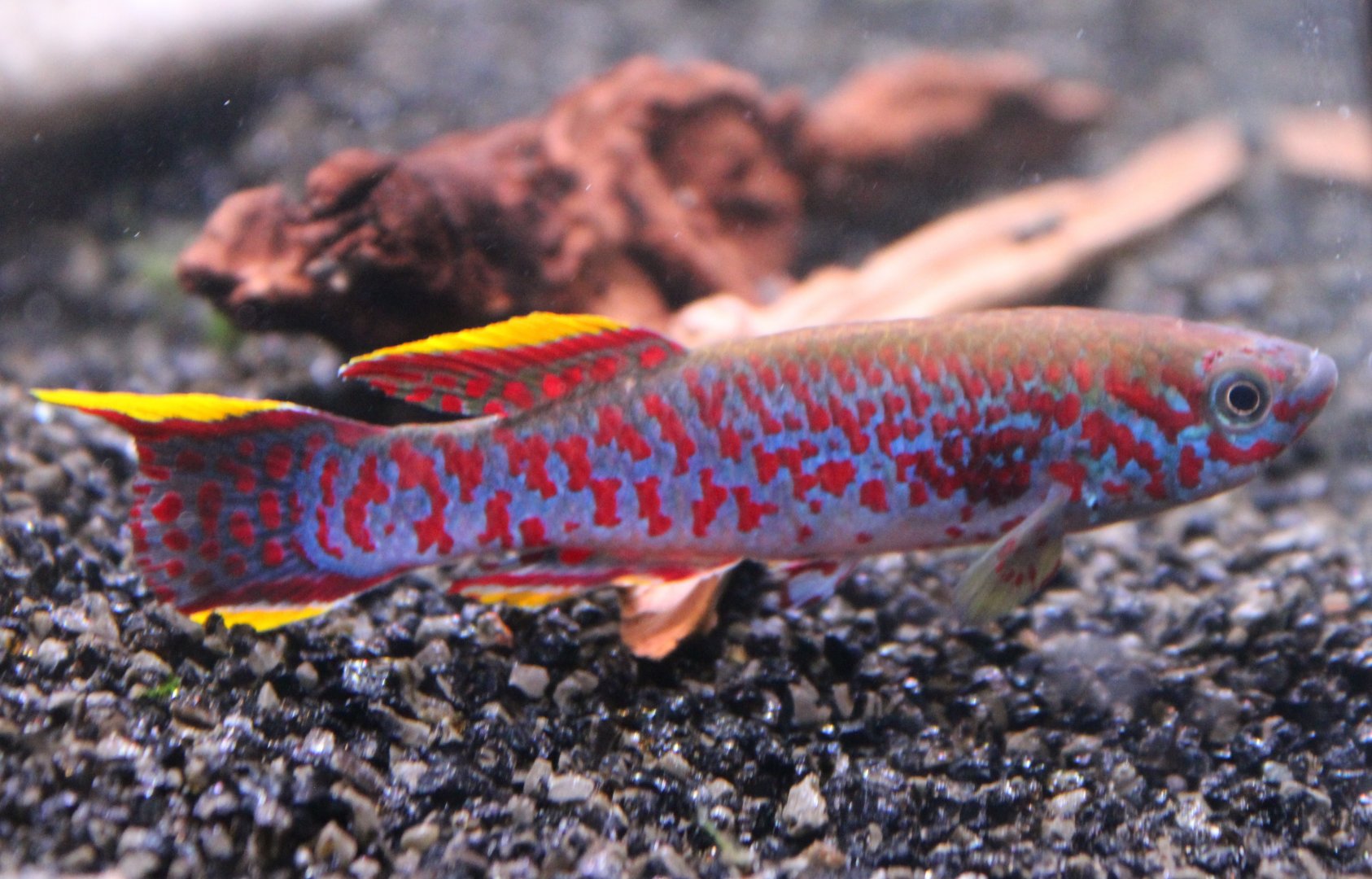 Fundulopanchax gardneri Jos Plateau