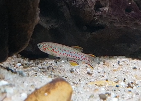 Fundulopanchax gardneri