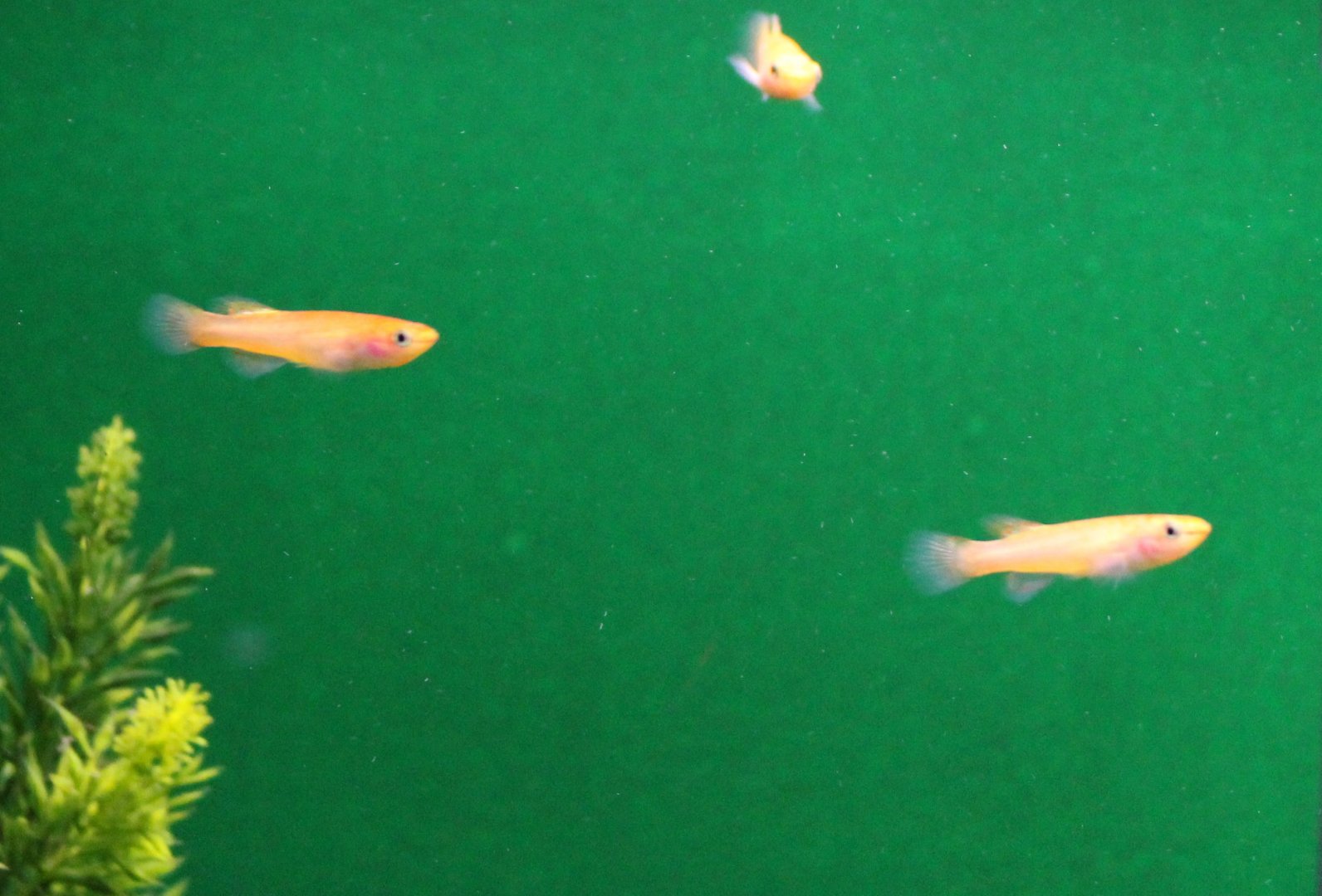 Fundulopanchax gardneri