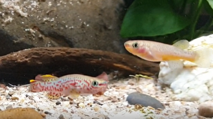 Fundulopanchax gardneri