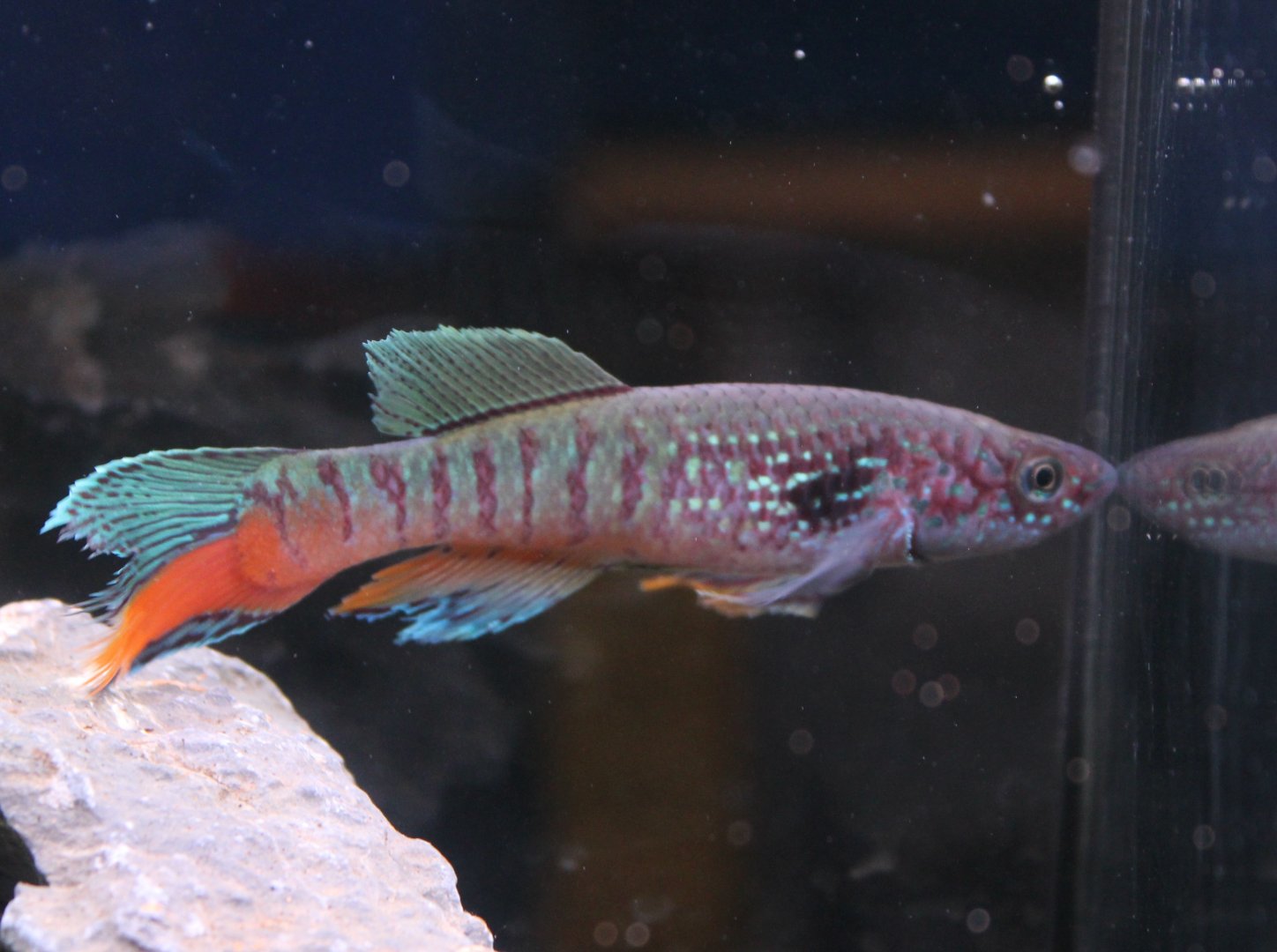 Fundulopanchax sjoestedti Blue Gularis