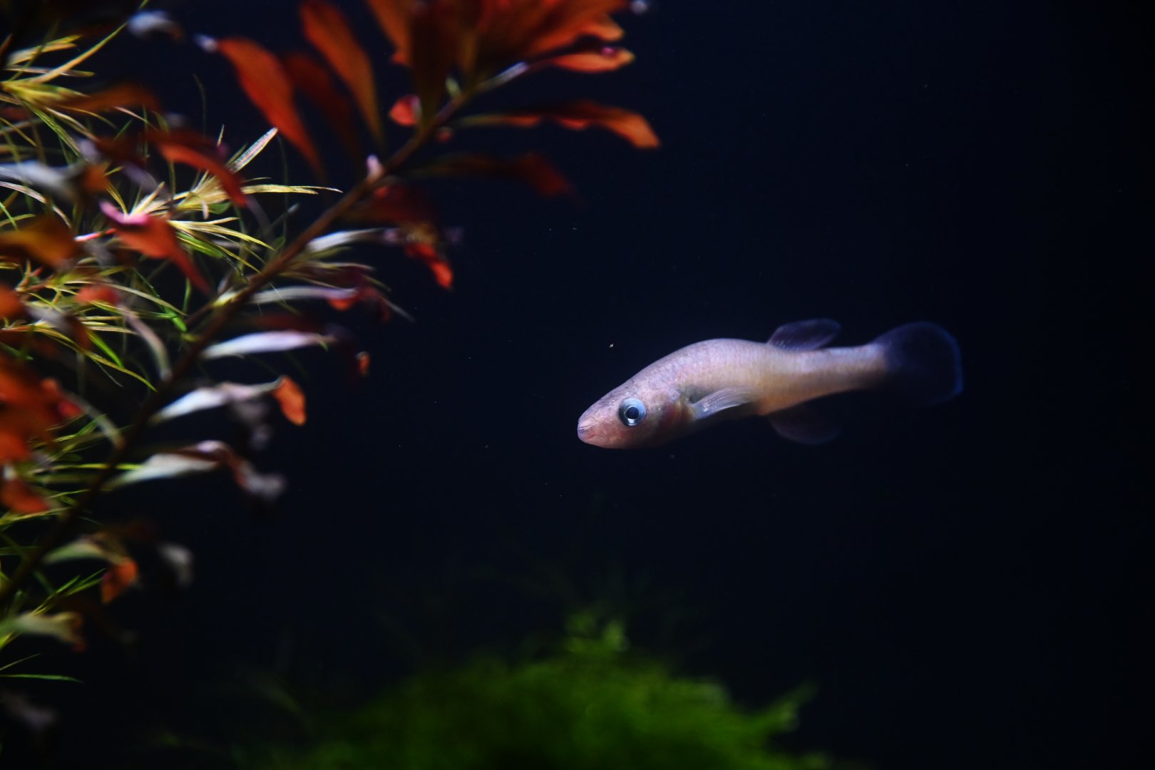 Fundulus julisia