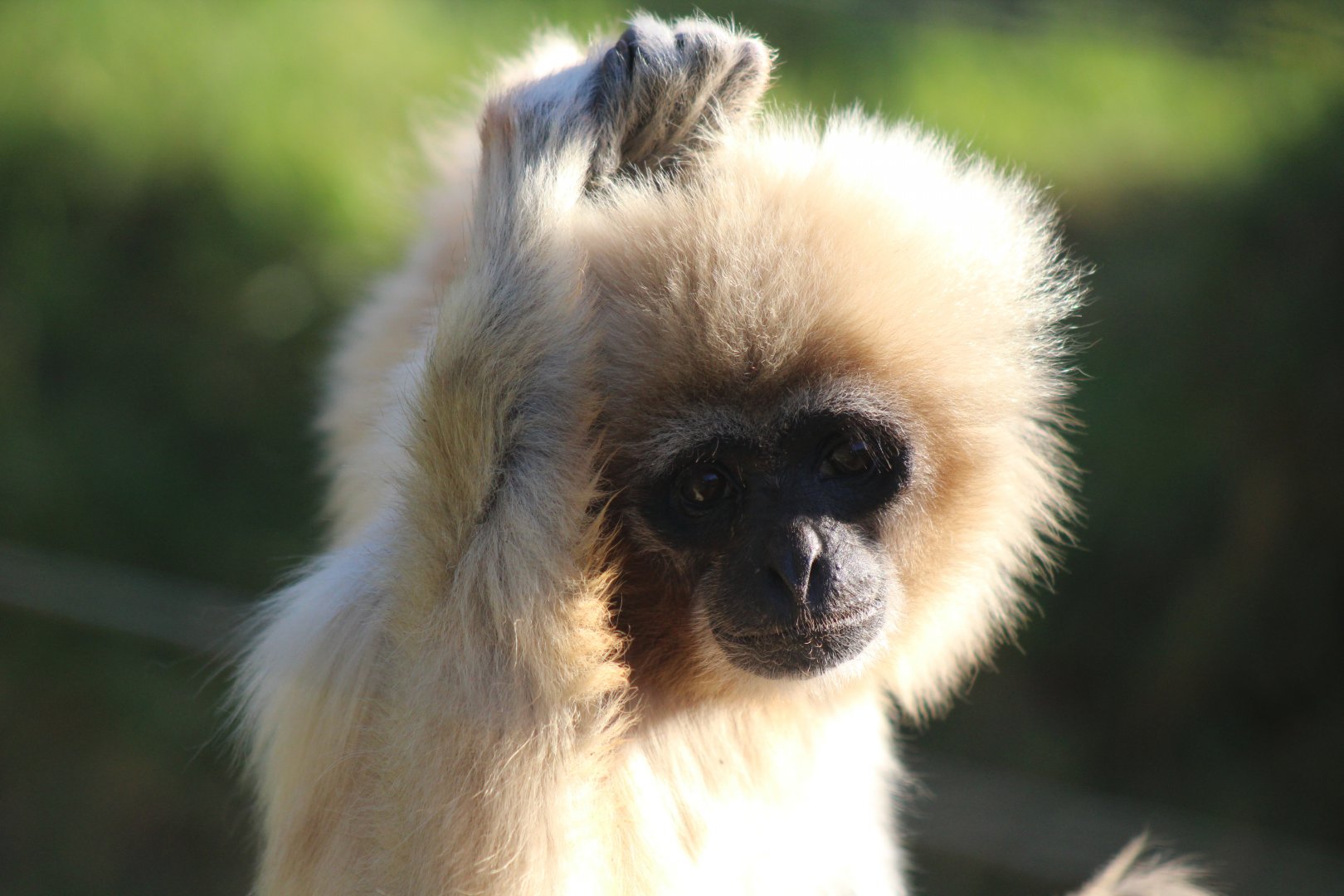 Funky Gibbon . Com ......