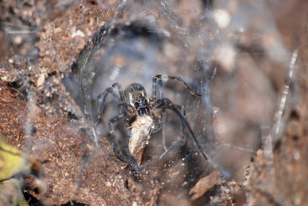 Funnel-web Spider, Reserve adjoining Monteverde Lodge, 19/04/14