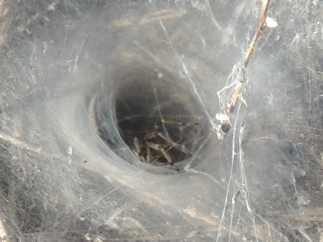 funnel web spider