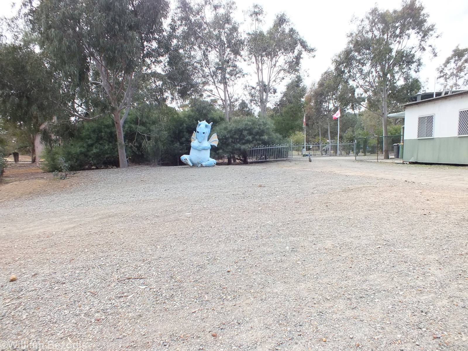 Funny Blue Dragon - Cohunu Koala Park