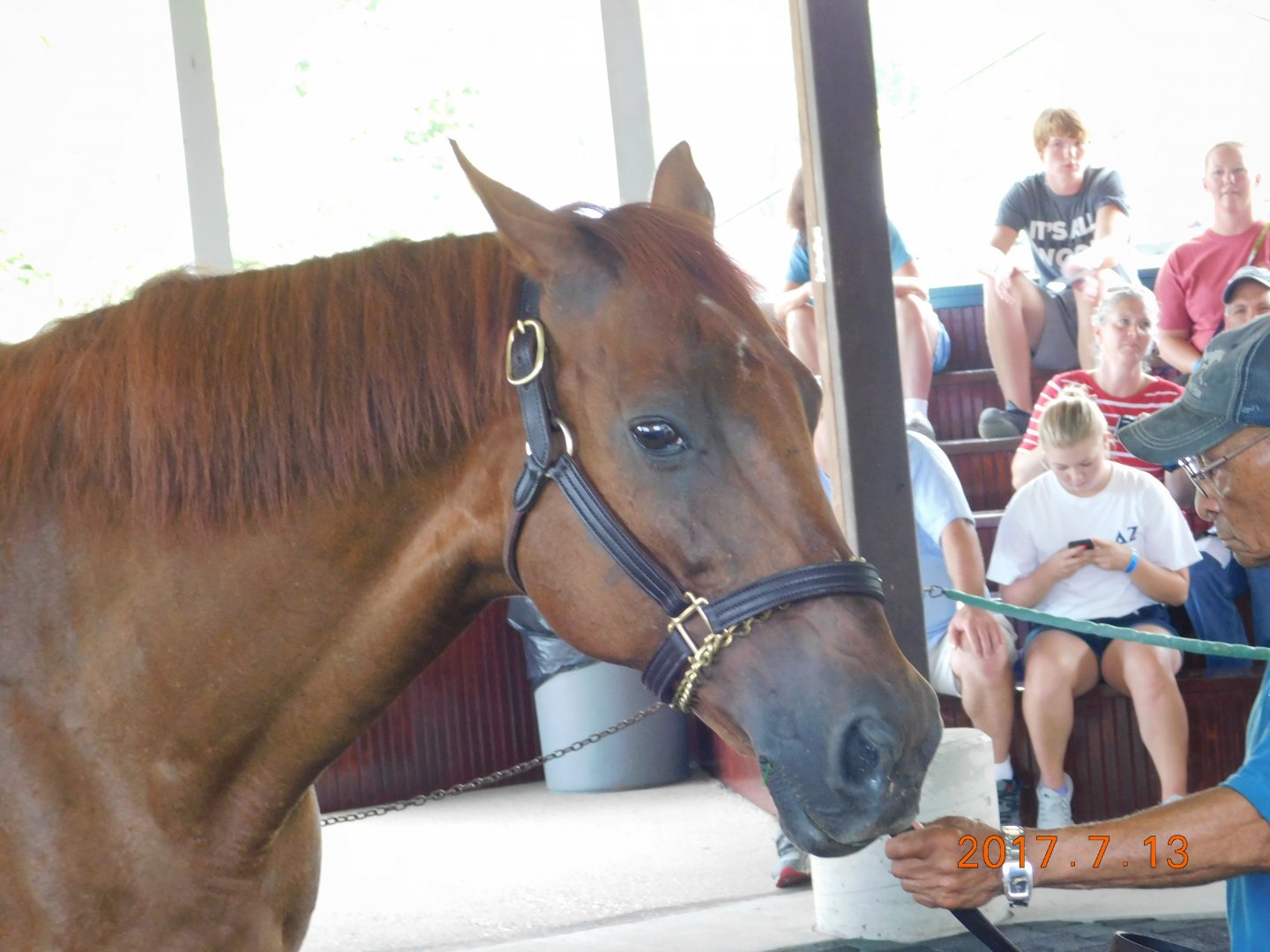 Funny Cide Racehorse
