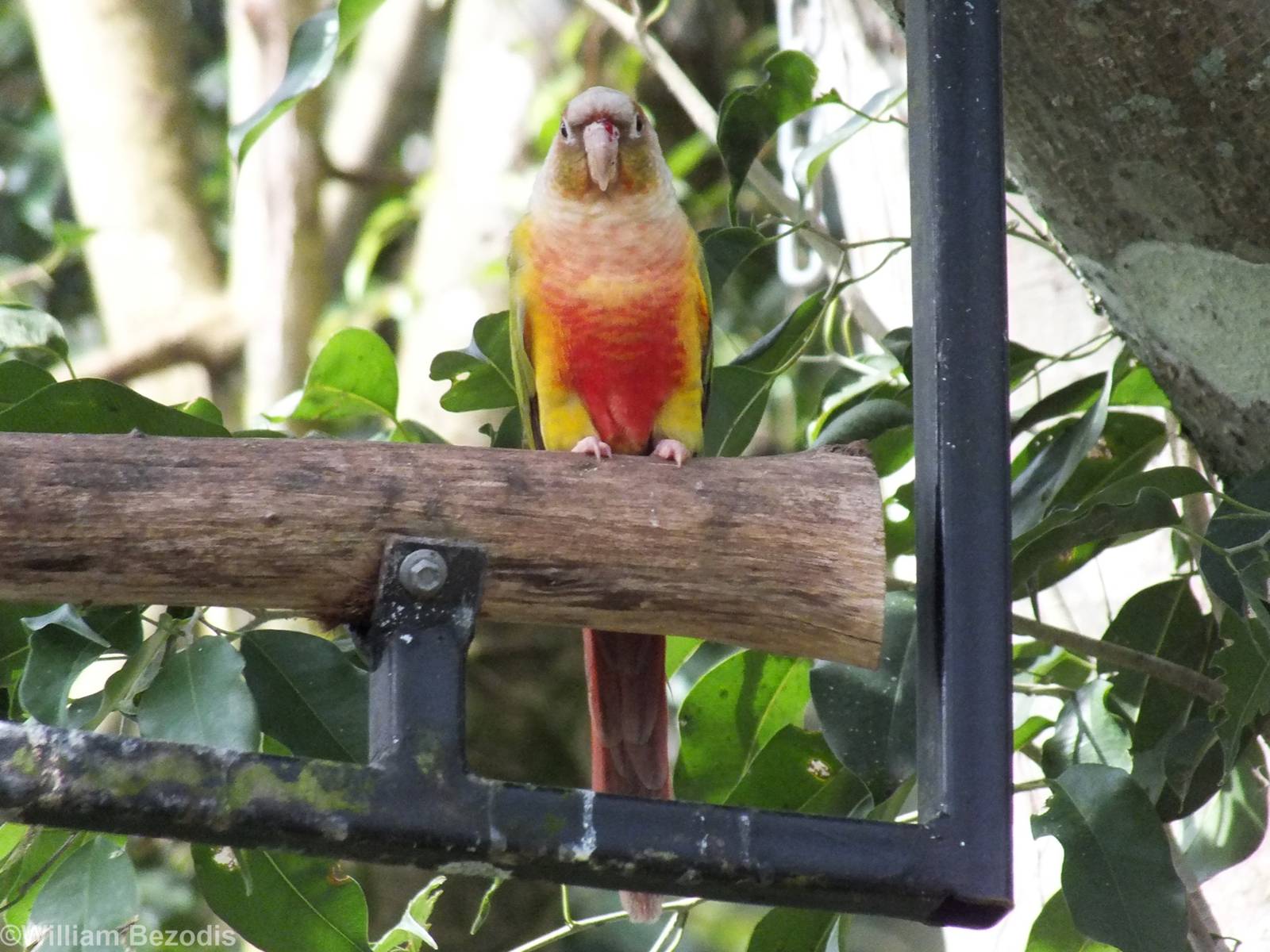 Funny Looking Conure