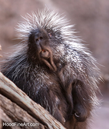 funny porcupine