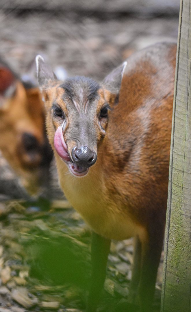 (Funny) Reeves' muntjac (Muntiacus reevesi) - Bioparc de Genève