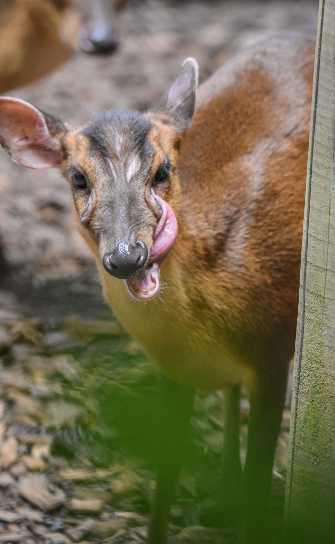 (Funny) Reeves' muntjac (Muntiacus reevesi) - Bioparc de Genève