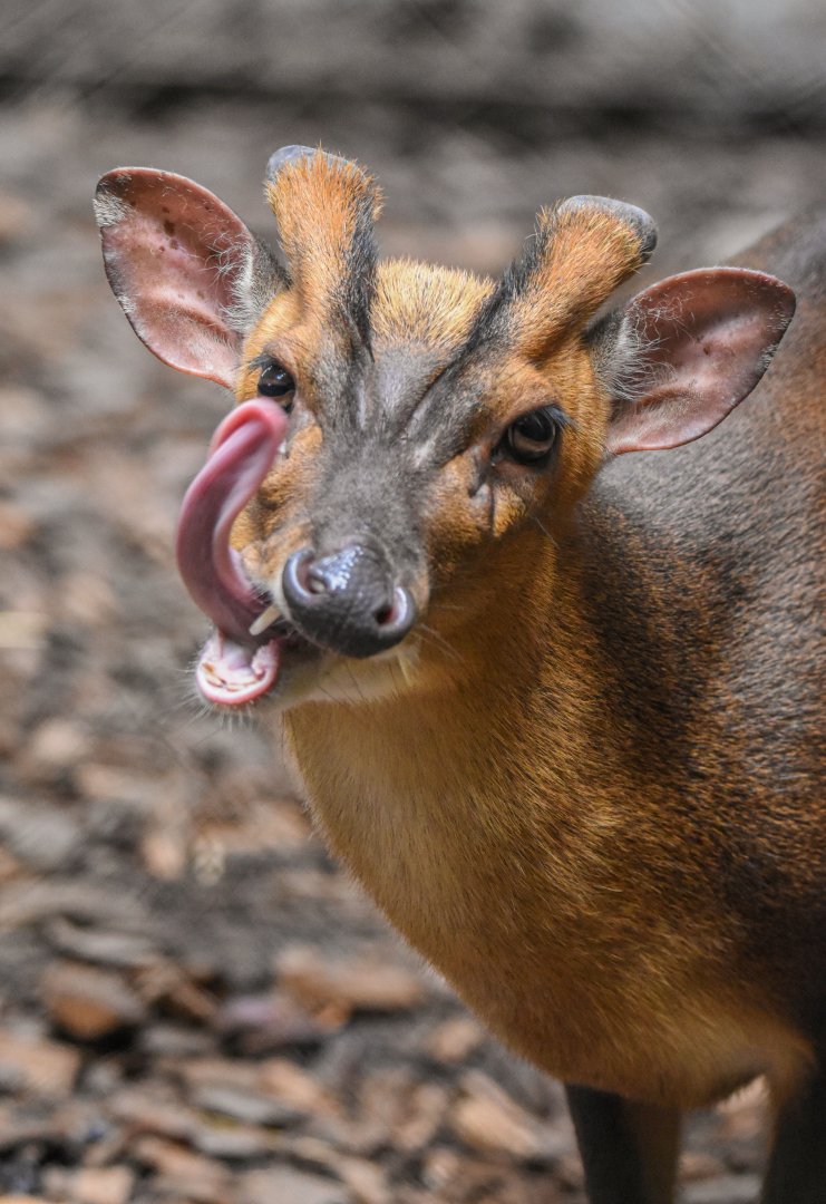 (Funny) Reeves' muntjac (Muntiacus reevesi) - Bioparc de Genève