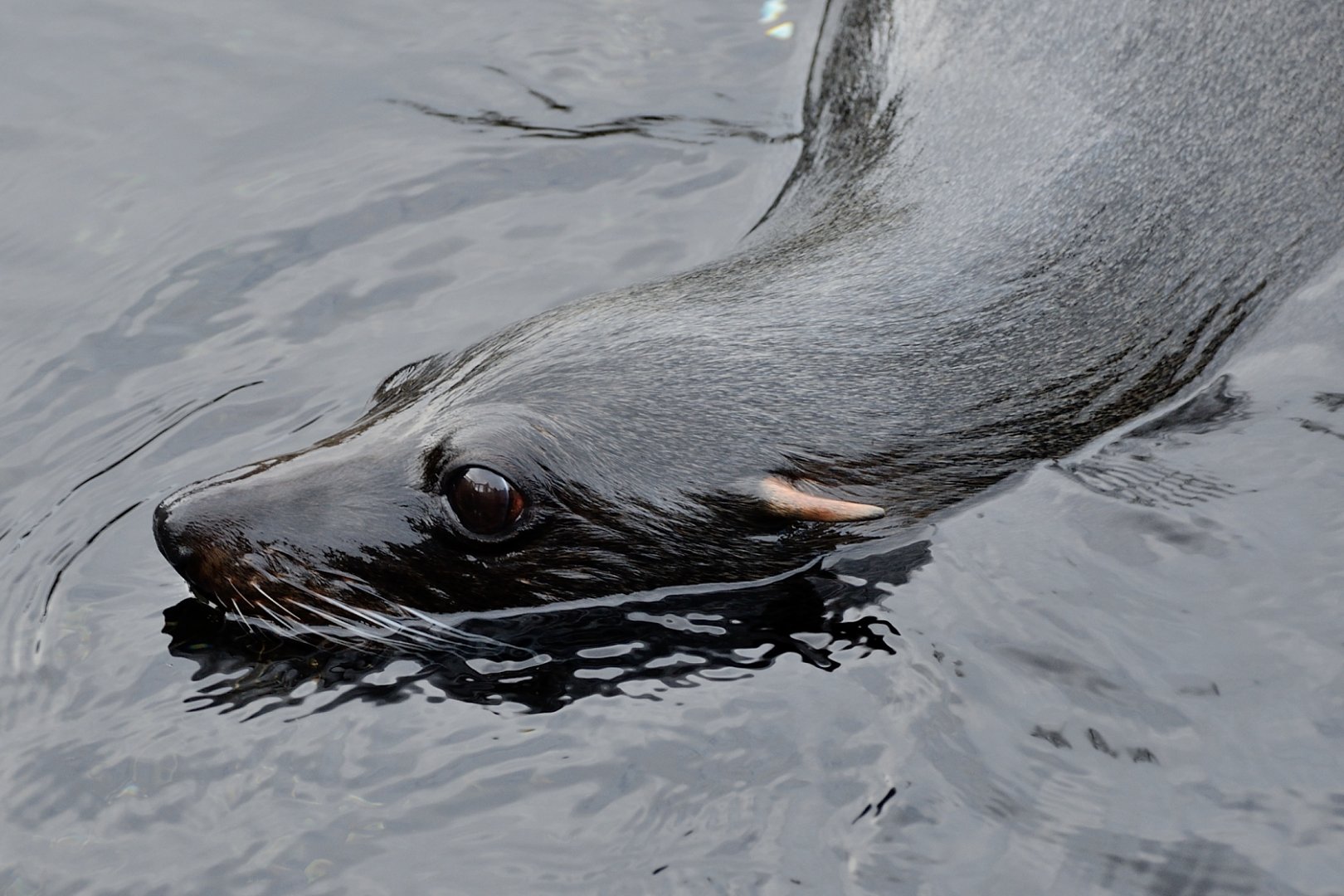 Fur Seal - 05/12/2019