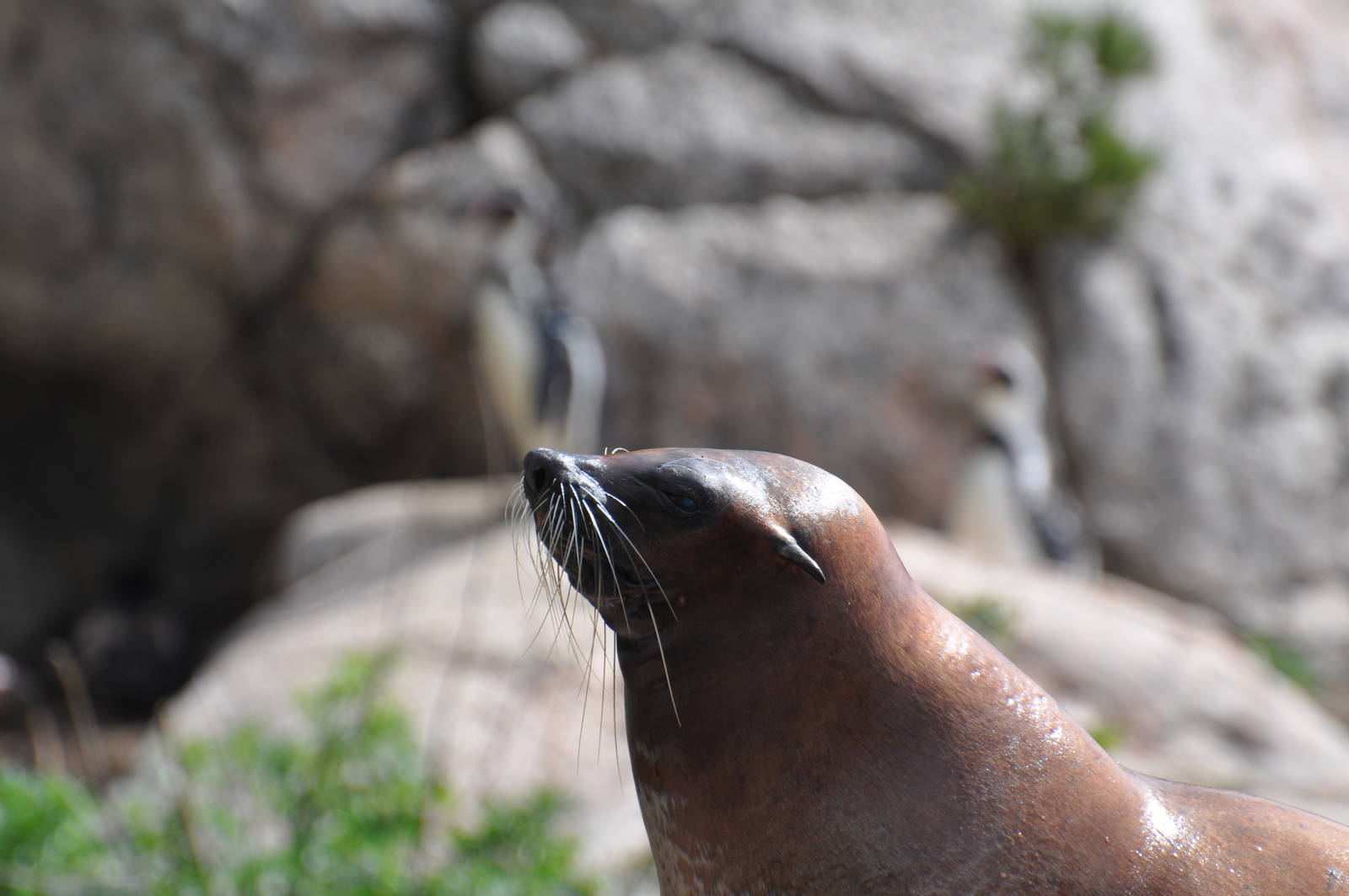 Fur seal and penguines