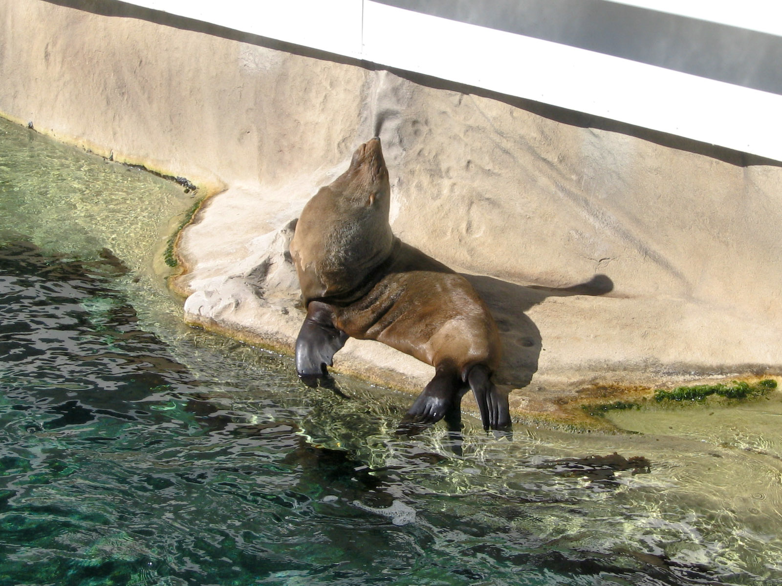 Fur Seal? - Apr 2004