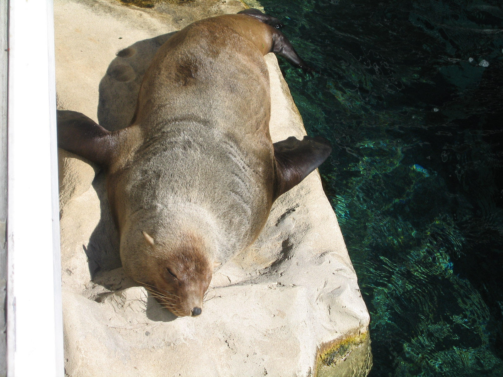 Fur Seal? - Apr 2004