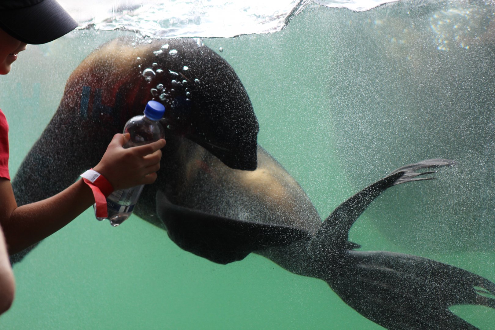 Fur Seal Chasing Bottle