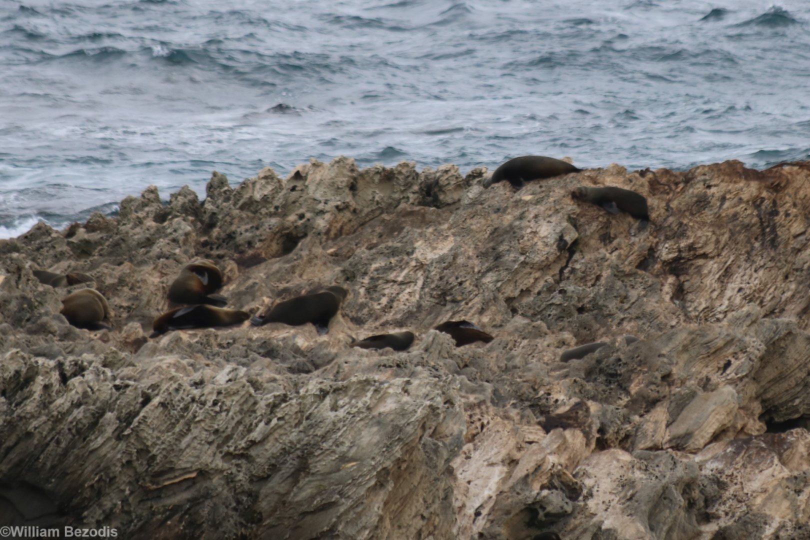 Fur Seal Colony - Rottnest Island