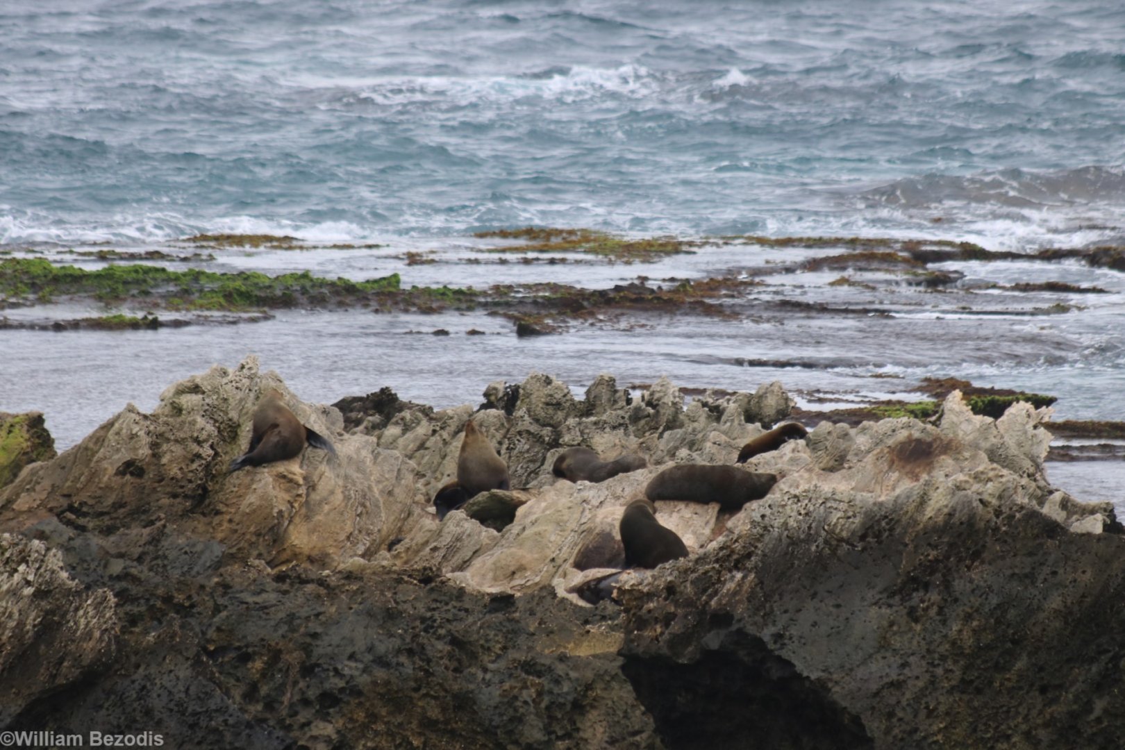 Fur Seal Colony - Rottnest Island