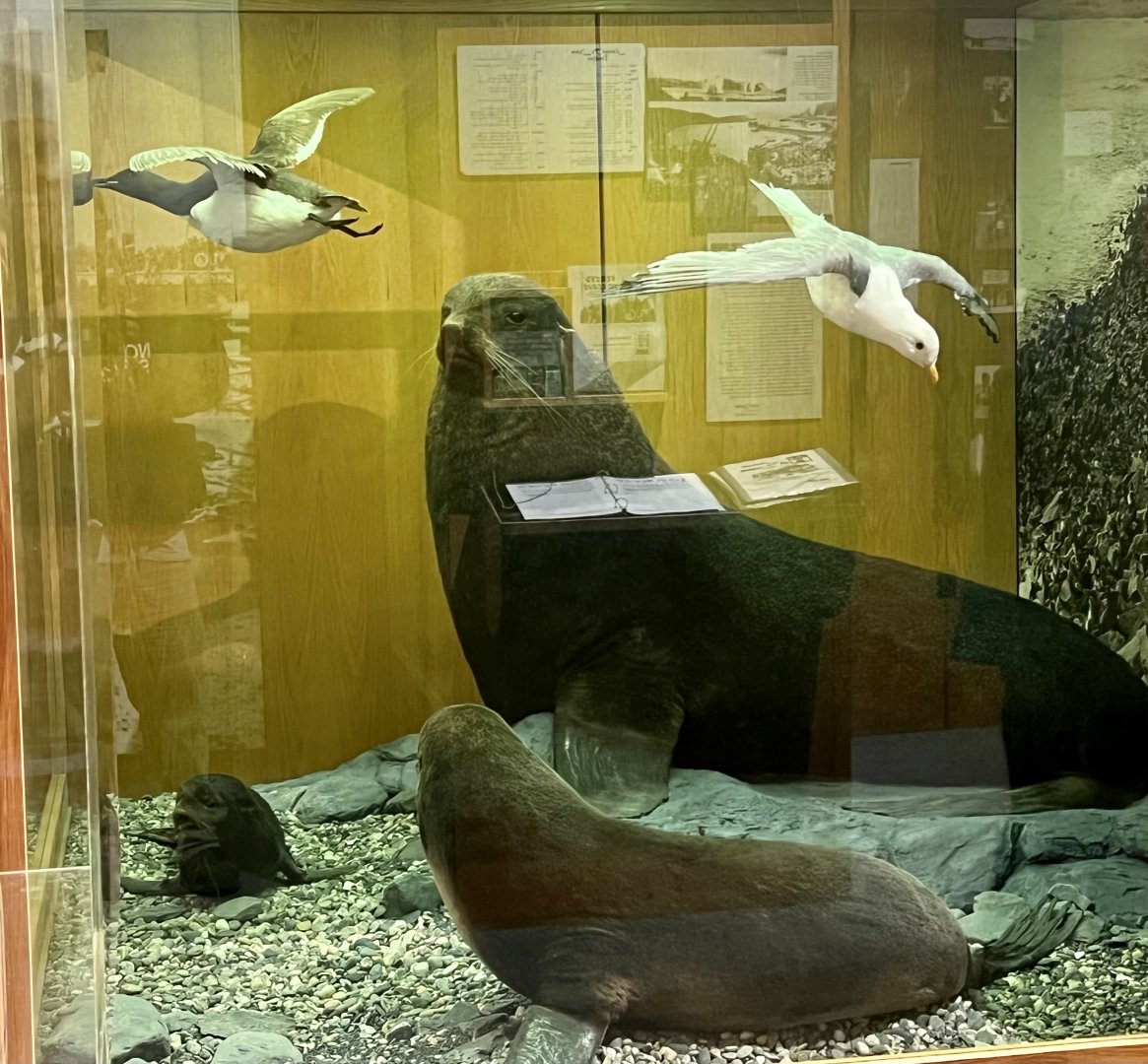 Fur Seal Display