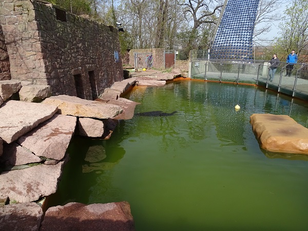 Fur seal enclosure (04/22)