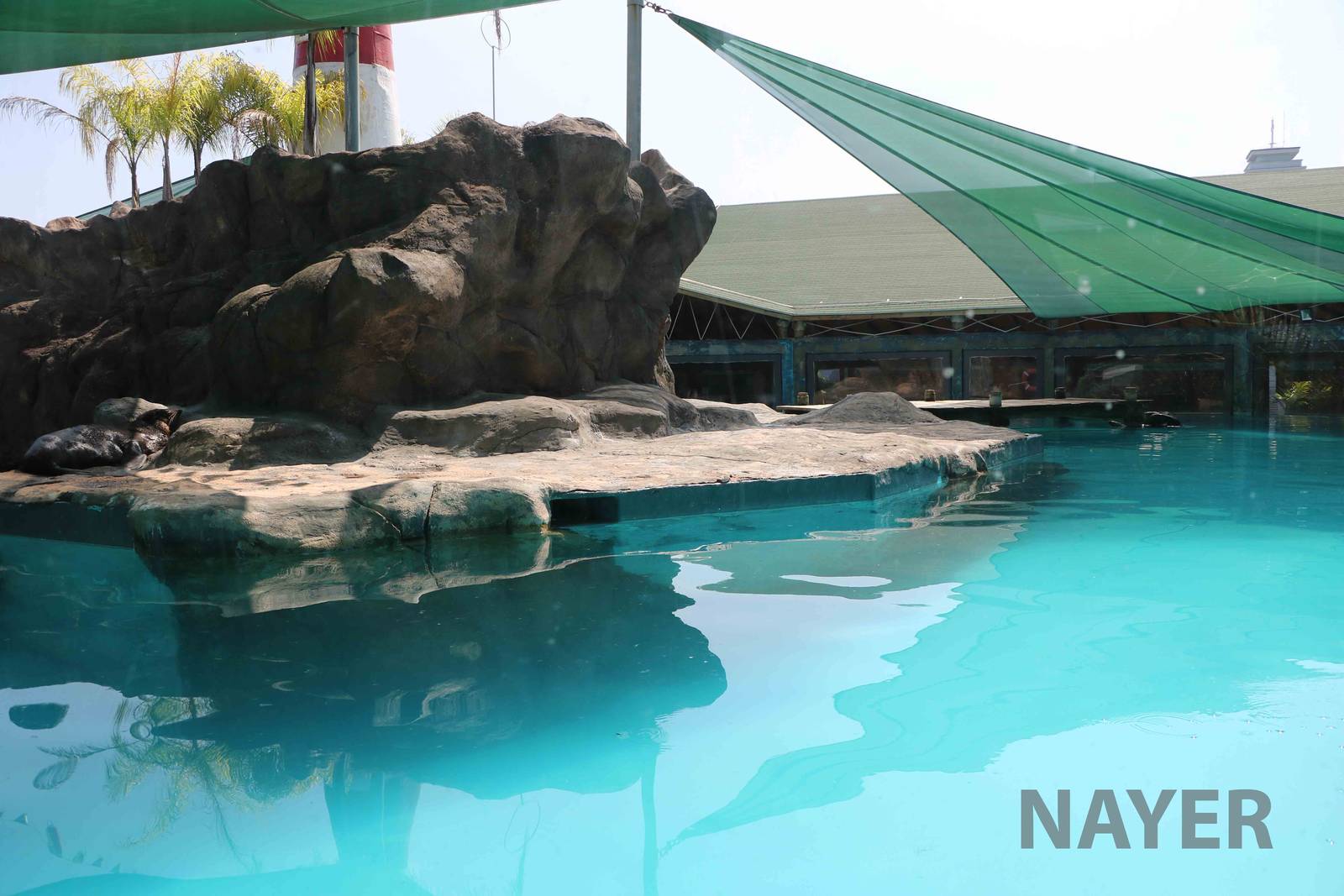 Fur seal enclosure, April 2016