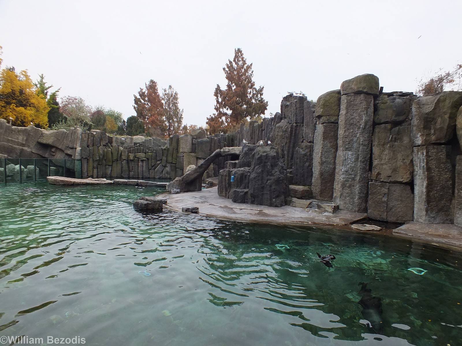 Fur Seal Enclosure