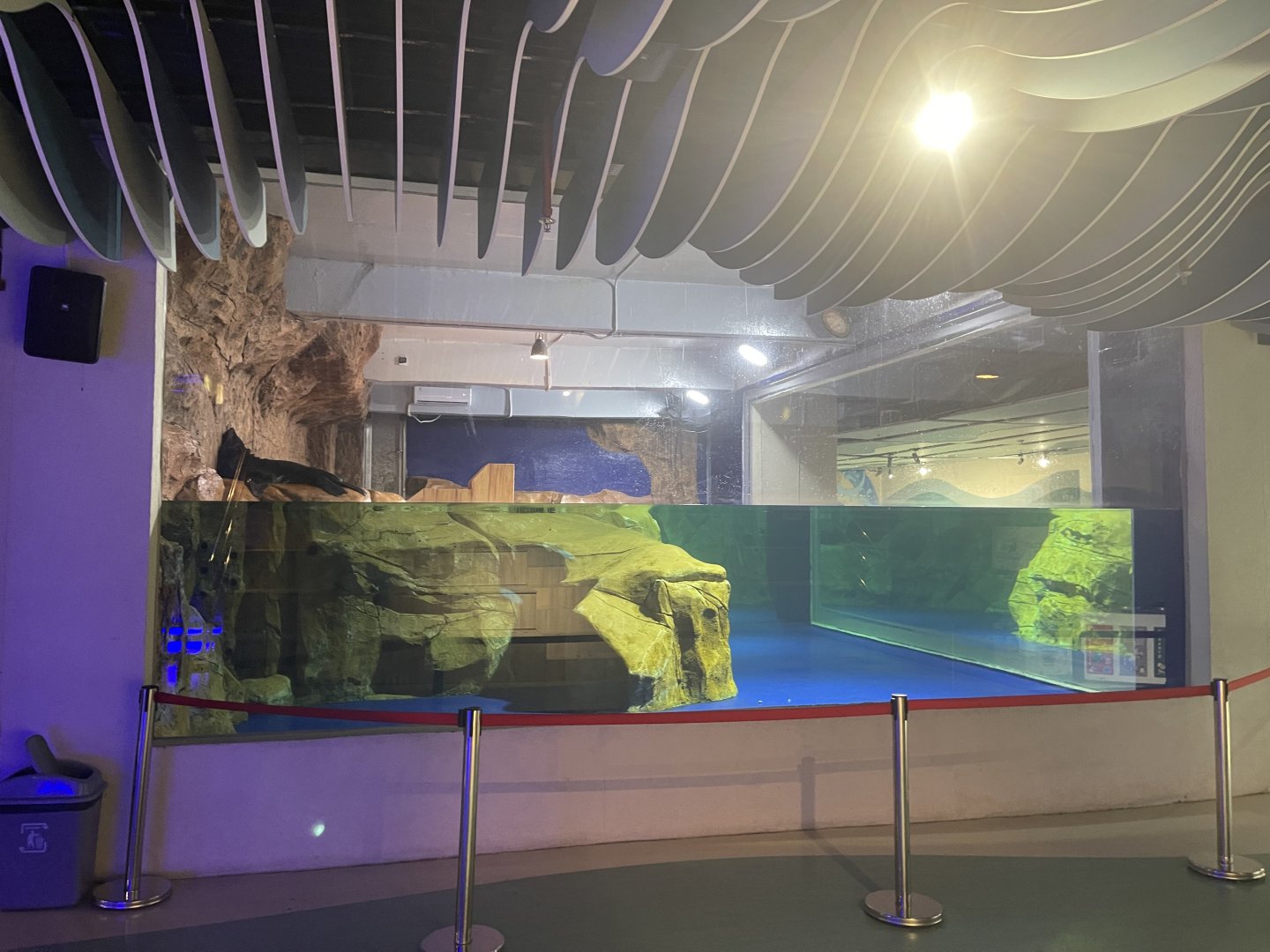 fur seal exhibit (1)