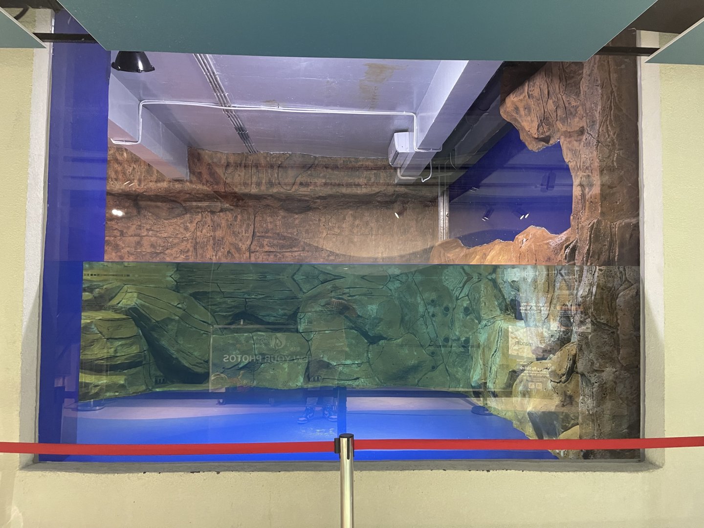 fur seal exhibit (2)