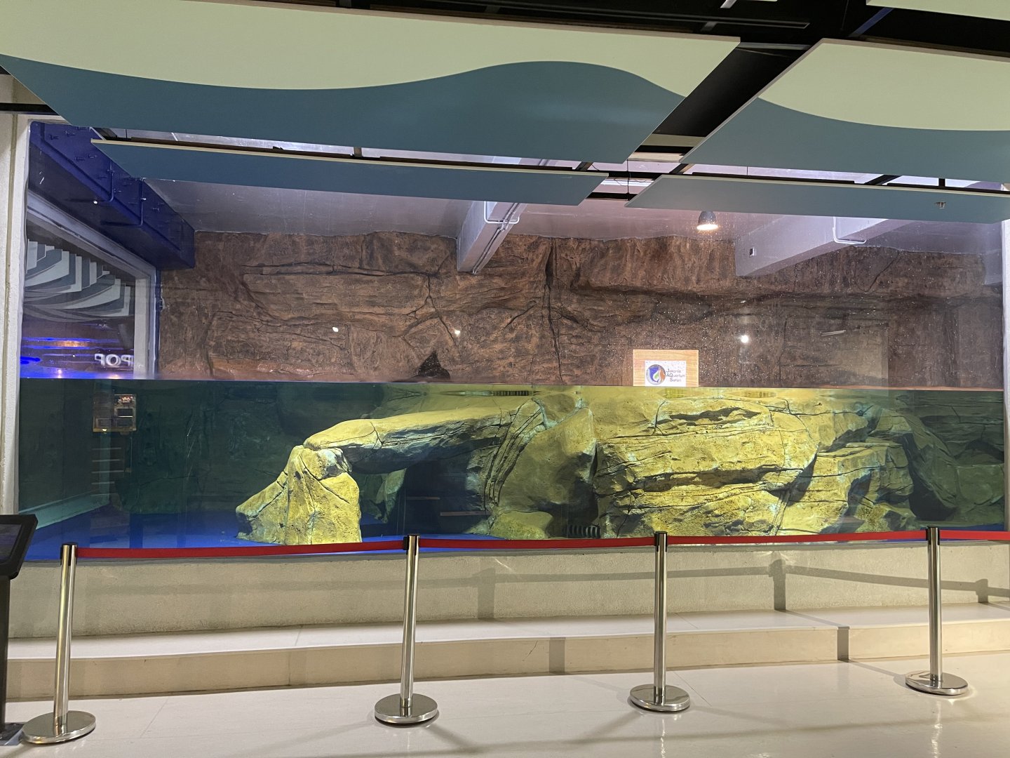 fur seal exhibit (3)