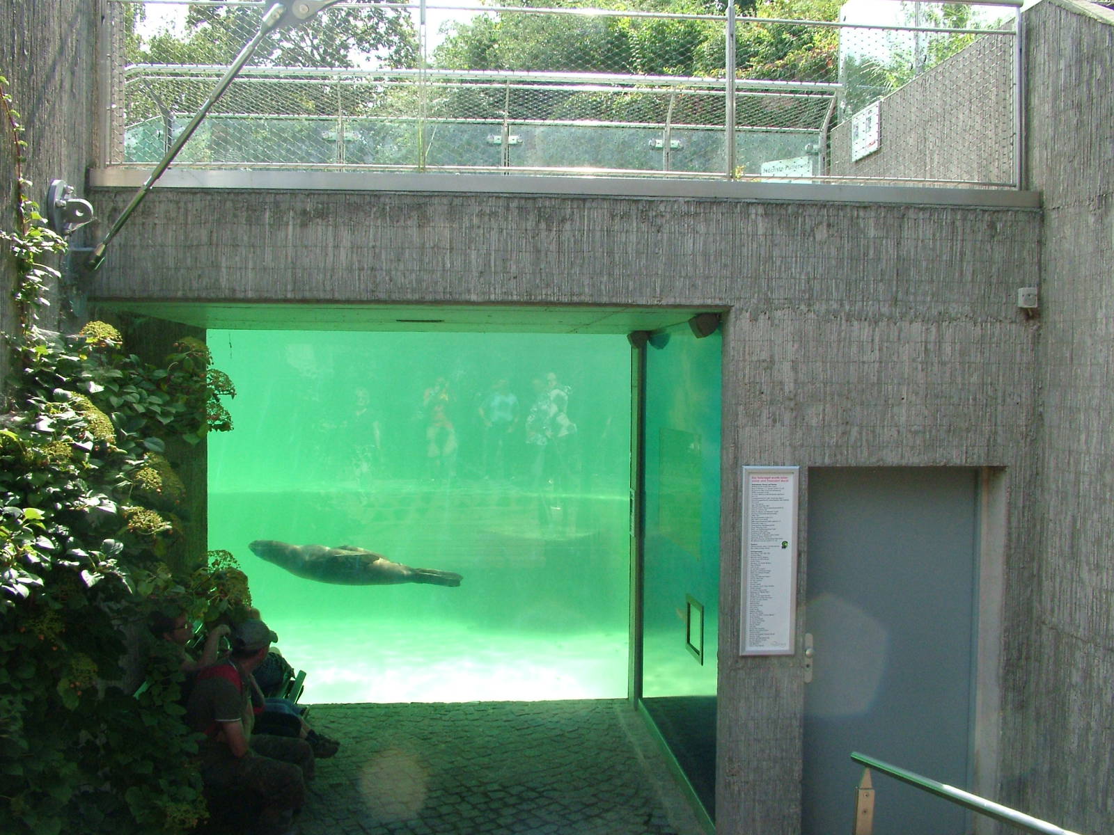 Fur Seal Exhibit at Halle, 04/09/11