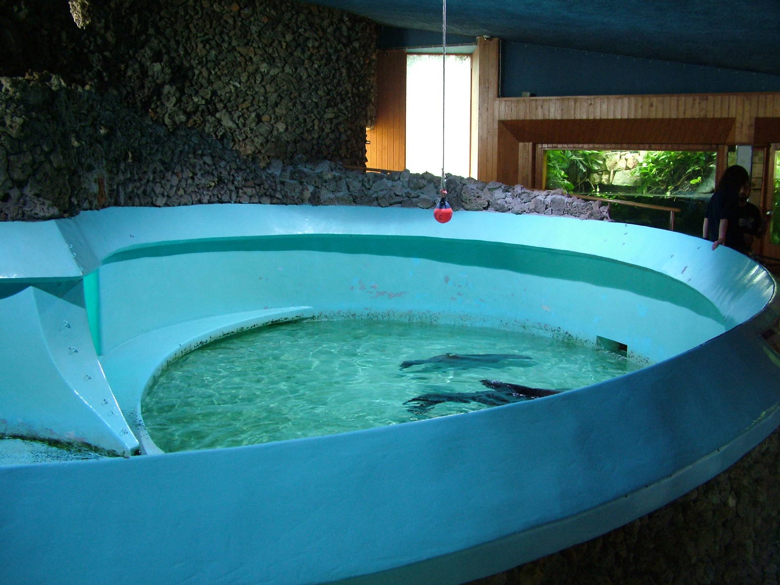 Fur Seal Exhibit at Vasco da Gama Aquarium, 25/05/11