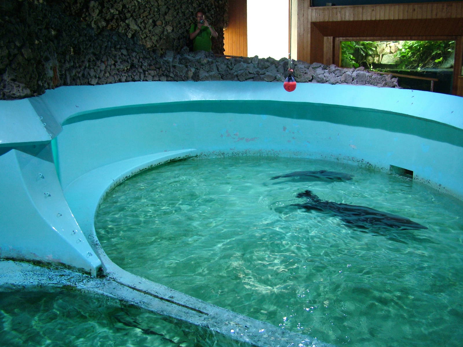 Fur Seal Exhibit at Vasco da Gama Aquarium, 25/05/11